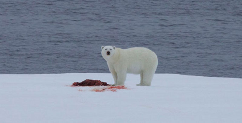 Maria Pisareva, a graduate student at the PP Shirshov’s Institute of Oceanology, shares some reflections on the Russian-American Long-term Census of the Arctic cruise thus far, including her first Polar Bear Sighting.