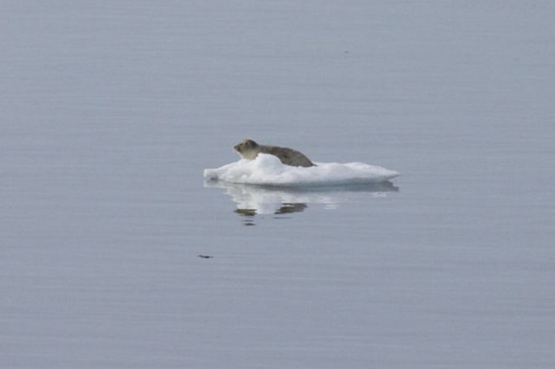 A young ringed seal on a very small floe.