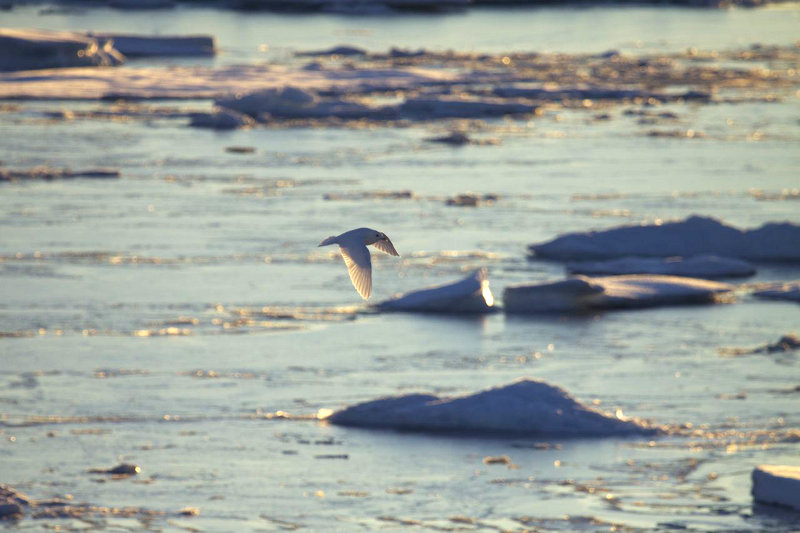 An ivory gull.