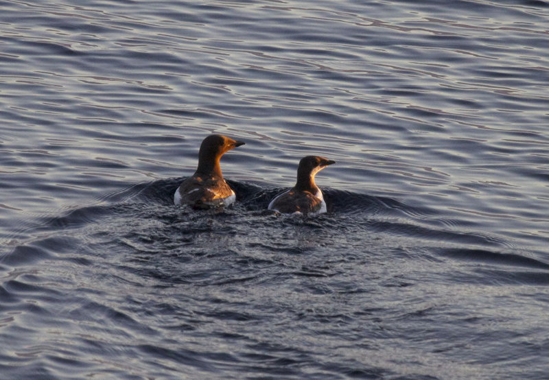 Father and baby murre.