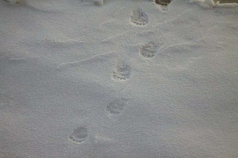 Bear tracks in the snow on an ice floe.