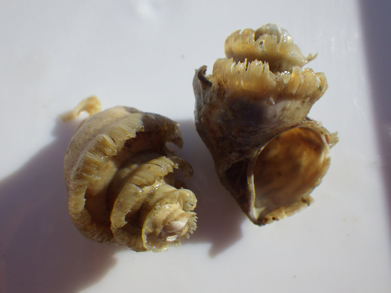 Neoiphinoe coronata, also known as the crowned hairy snail, collected during a trawl.