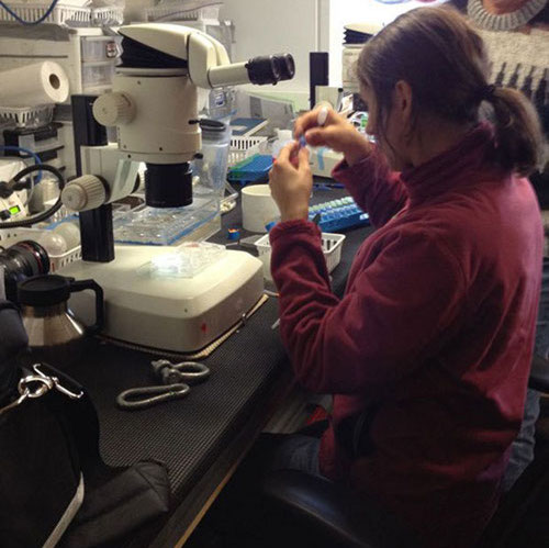 Liza Ershova selecting individual copepods.
