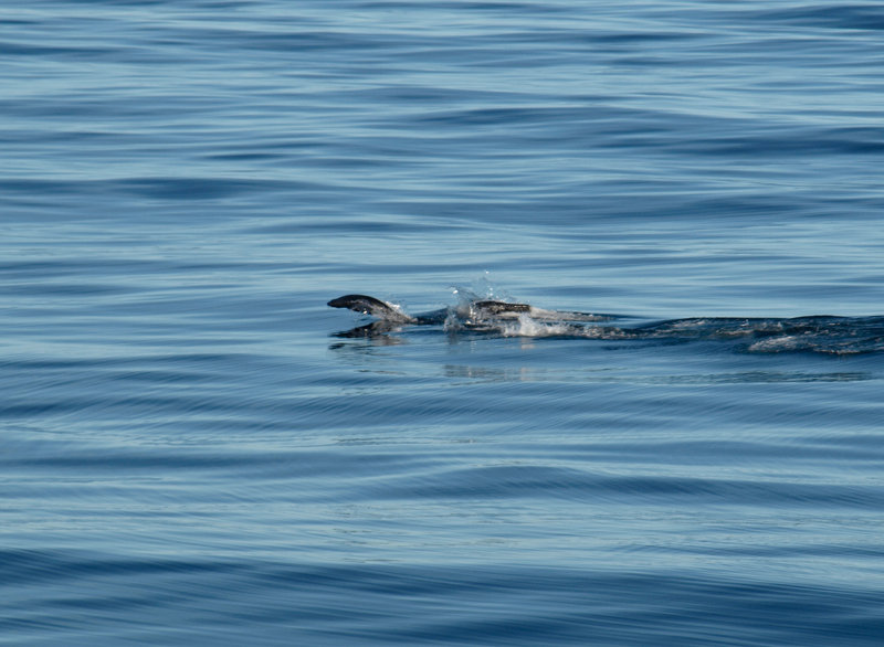 Is it a whale? A seal? A sea-lion? None of the above – these are Magellanic Penguins playing in the calm blue waters.