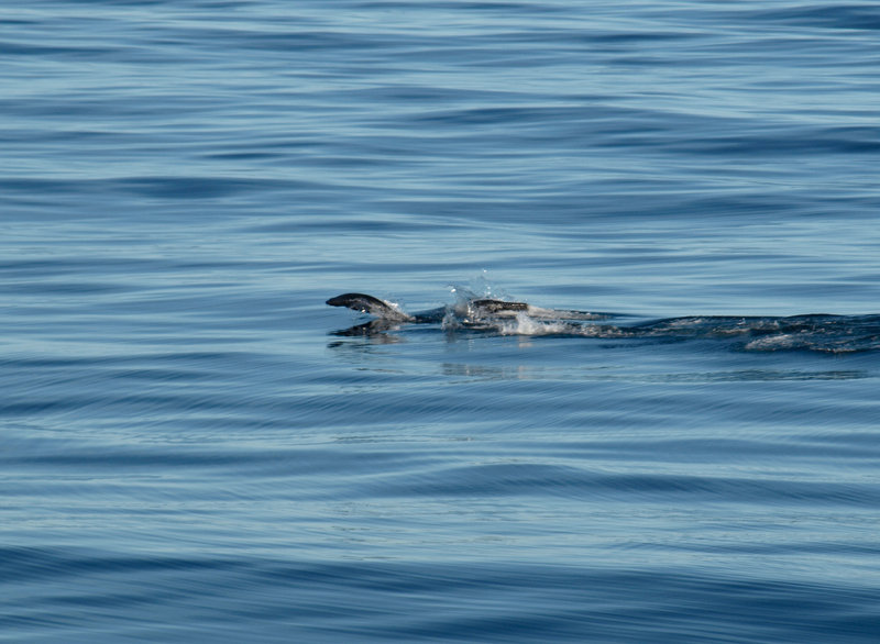 Is it a whale? A seal? A sea-lion? None of the above – these are Magellanic Penguins playing.