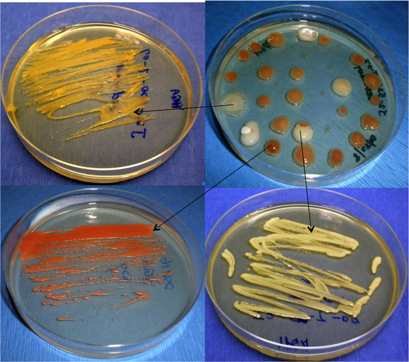 Laboratory cultures of deep-sea vent microbes: isolation and purification of organisms on solid agar media.