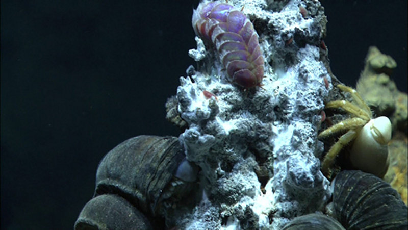 Snails, crabs and scale worms on a chimney at Mata Tolu.