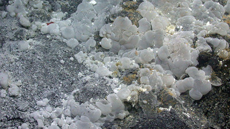 Clusters of what appear to be polysaccharide sacs on the seafloor.