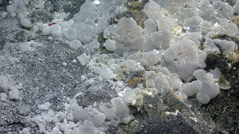 Clusters of what appear to be polysaccharide sacs on the seafloor seen at the beginning of the dive at Volcano O.