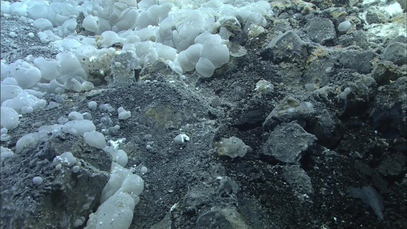 These gelatinous globules covered large areas of the seafloor.