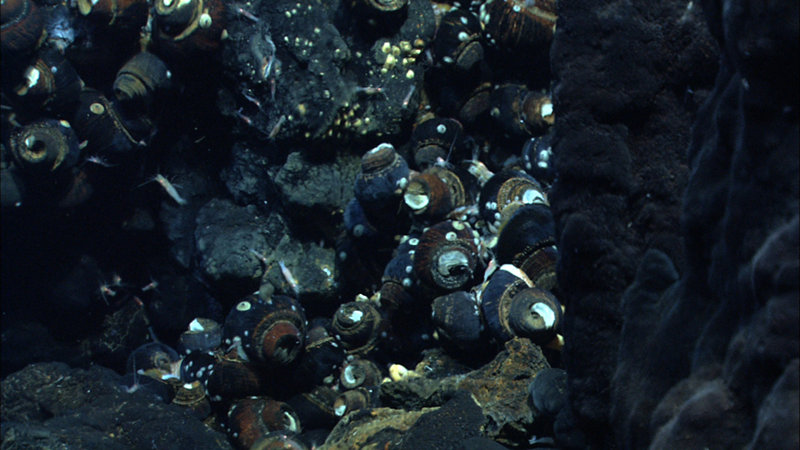 Imagery of a hydrothermal vent chimney with snails taken by the Quest 4000 remotely operated vehicle in the Northeast Lau Basin.