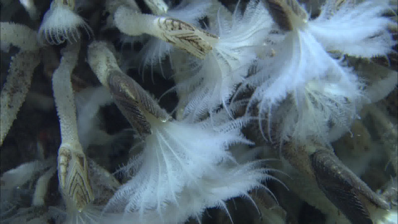 Barnacles and other vent animals were the first indicators that we were getting close to high-temperature vents.