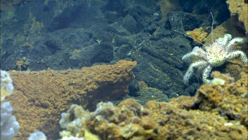 A large crab of the genus, Paralomis, crawls on the volcanic sediment and rock at West Mata.