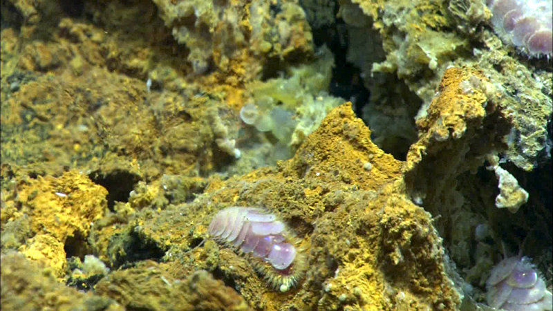 A scale worm, only found at hydrothermal vent communities, imaged by the Quest 4000 at West Mata.