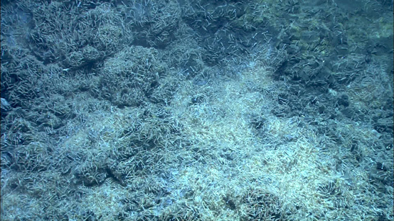 Opaepele shrimp were the only fauna (other than a single zoarcid fish) observed in May 2009 on West Mata, as shown in abundance here at Shrimp City. Temporal changes in vent community structure revealed a massive increase in the number of shrimp, as seen during this cruise near Shrimp City.