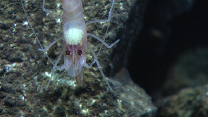 A gravid (with eggs) shrimp at Niua North.