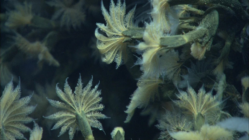 Stalked barnacles on chimneys at Mata Fitu.