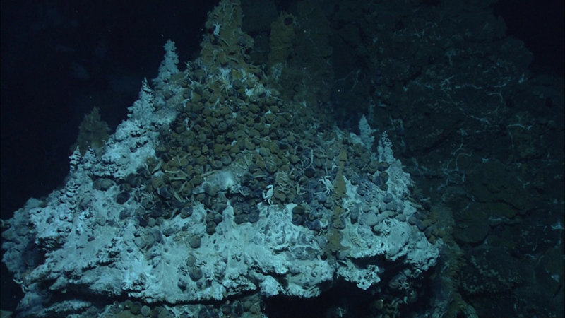 Snails cluster around the base of a hydrothermal vent chimney at Mata Tolu.