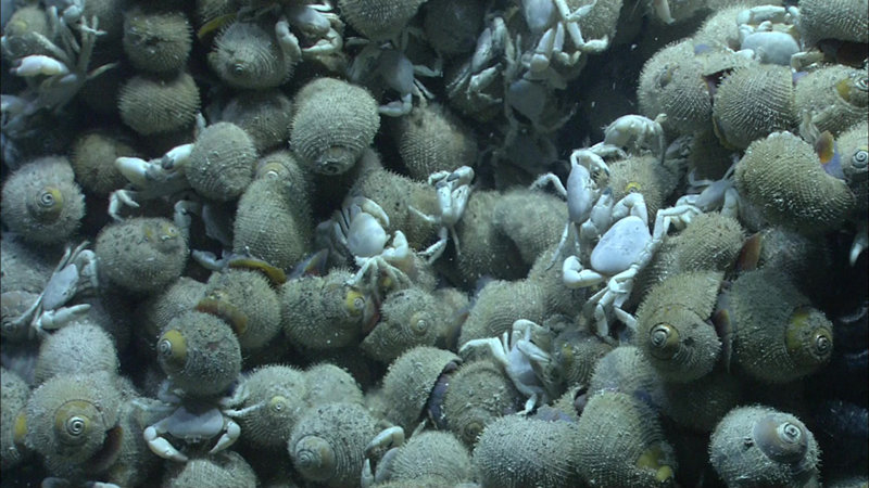 Close up of crabs and snails near chimneys at Mata Tolu.