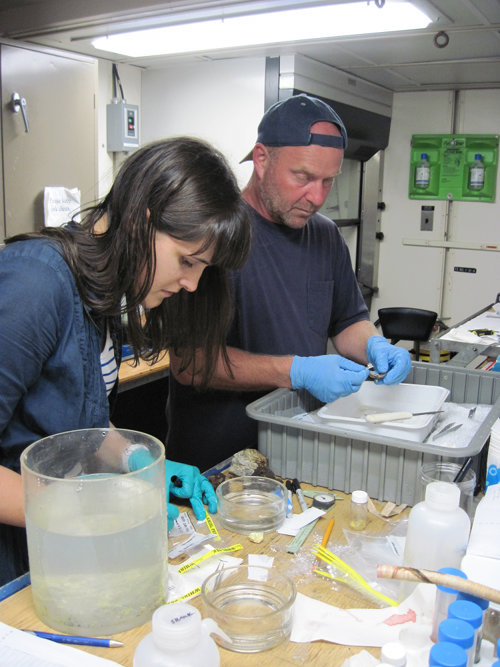 Anabel Martinez and Dr. Tim Shank (Woods Hole Oceanographic Institution) process samples after collection by the ROV.
