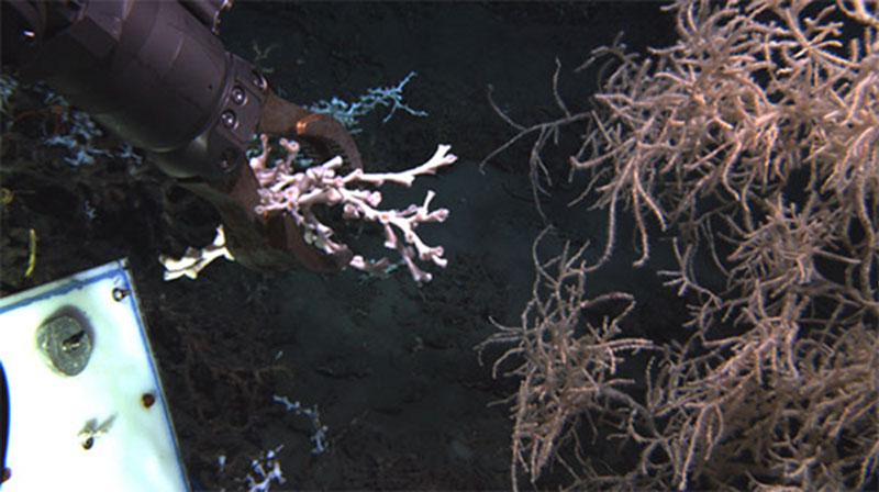 Remotely operated vehicle manipulators are used to collect specimens of corals for use in numerous studies.