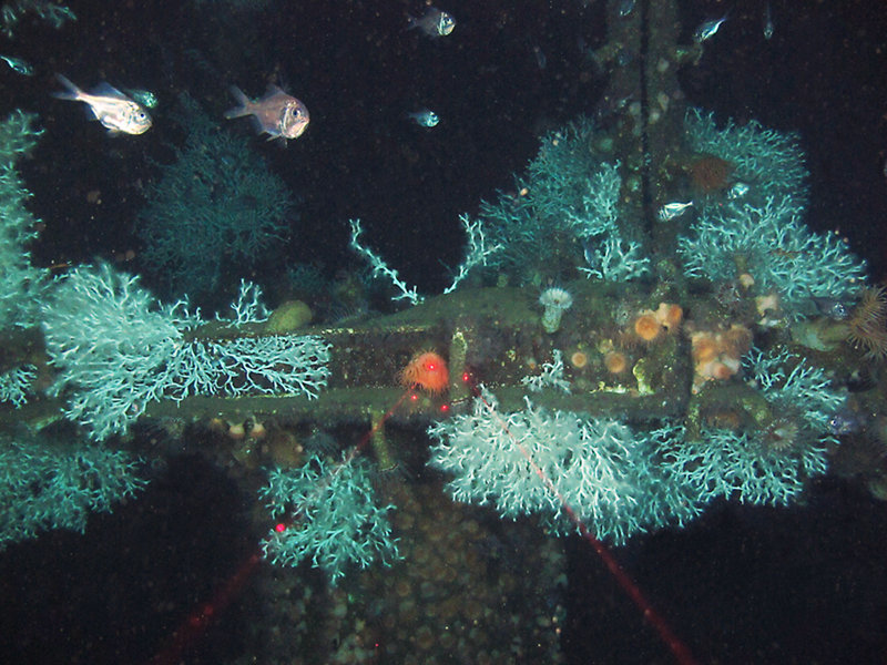 In addition to abundant Lophelia coral and anemones, numerous western roughy fish are seen living in the community (smaller cousins of the orange roughy, common in the deep Gulf of Mexico it only reaches six inches as opposed to 30 inches for the orange). This structure only rises about 30 feet above the bottom and does not go to the surface. Pipelines transported oil and gas to another platform several miles away.