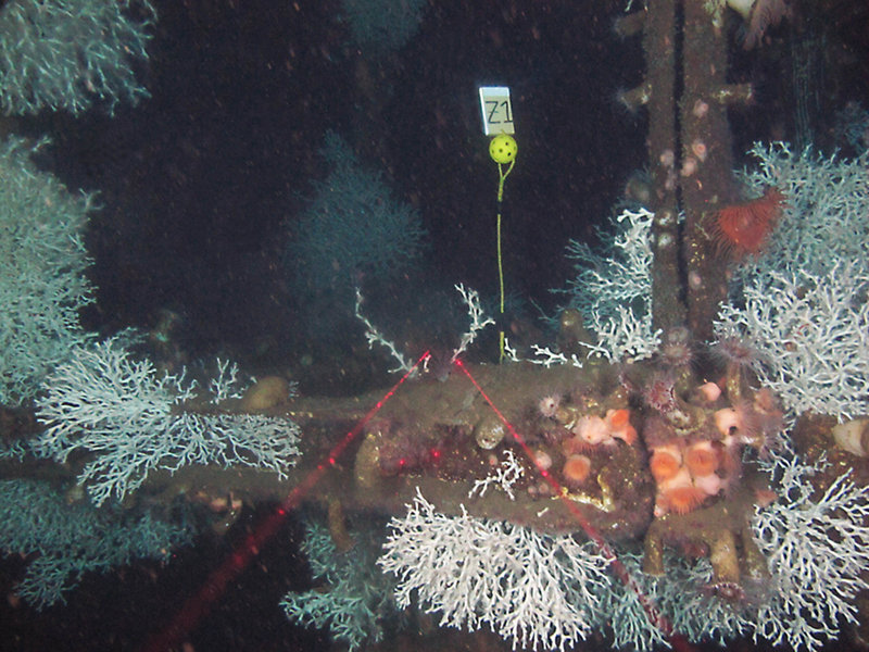 Coral community on top of a structure piling adjacent to a subsea oil and gas structure at a depth of about 1,500 feet. Red laser beams, projected from the ROV, represent a separation of 10 centimeters (about 4 inches). Lophelia coral colonies and anemones are abundant. The project team also placed a marker on top of the piling with a plastic ball of known dimensions for use as a size reference.