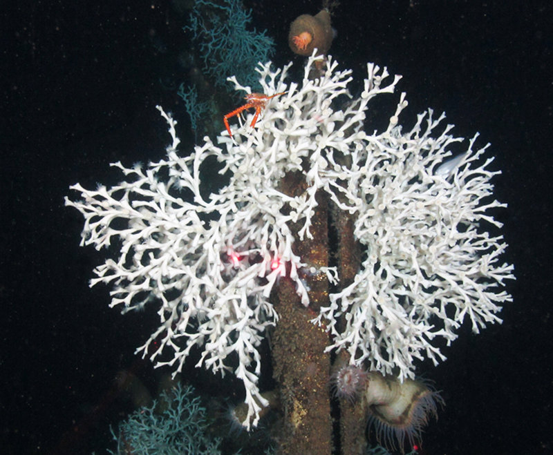 Two Lopehlia coral colonies growing on a small metal on a portion of the subsea completion structure in block Mississippi Canyon 355 at a depth of about 1,500 feet.  Red laser beams, projected from the ROV, represent a separation of 10 centimeters (about 4 inches). The red crab on top of the coral is called a squat lobster. Many others were also seen on this structure.