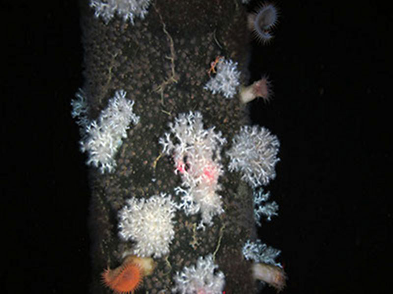 These coral were seen at Ram Powell, which, at a depth of 995 meters, was the deepest oil platform visited during the Lophelia II 2012 expedition. The two red laser dots on the coral are 10 centimeters apart.