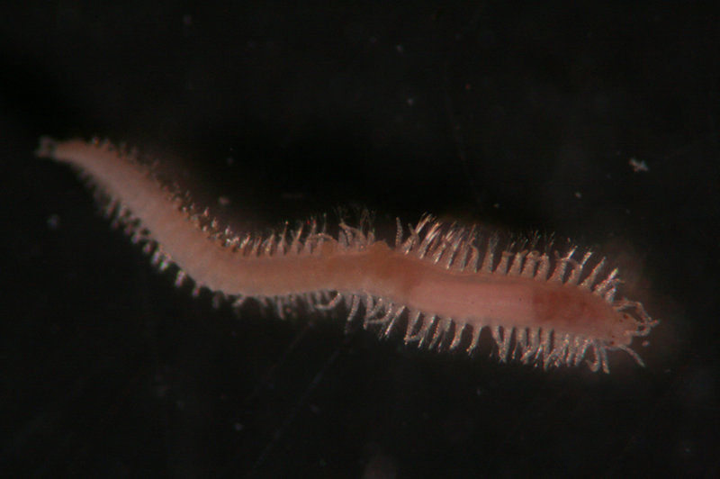 Syllidae from collected sediments at the Viosca Knoll826 site in the Gulf of Mexico.