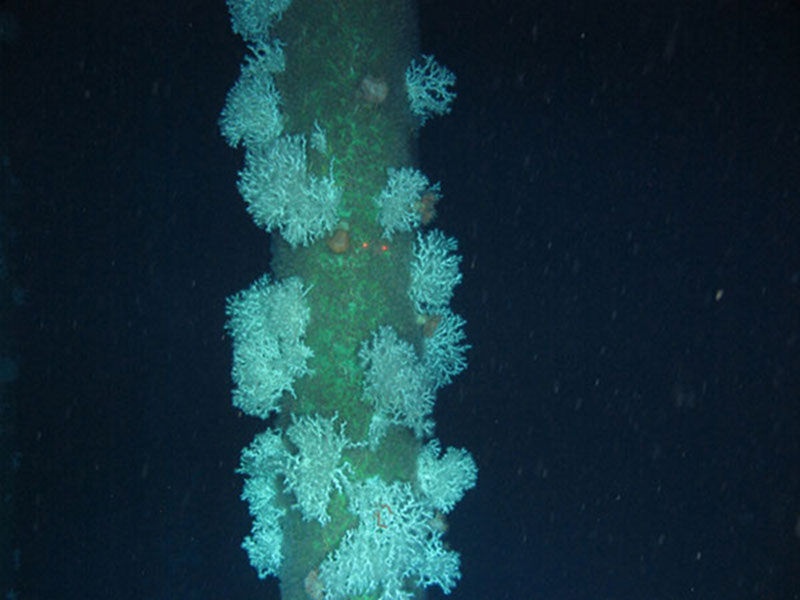 Lophelia pertusa growing on a tendon at Jolliet platform, a tension leg platform.