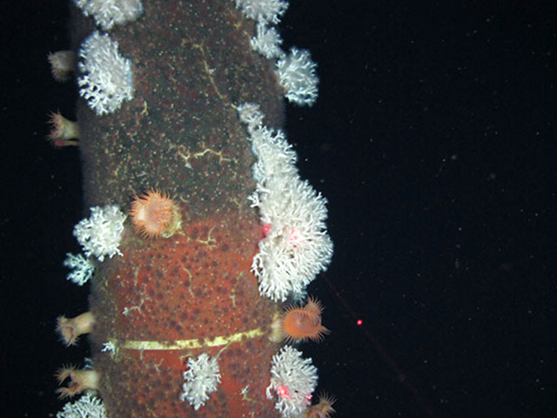 Figure 3. Tendon at Ram Powell platform showing numerous Lophelia pertusa colonies and flytrap anemones. We observed Lophelia at a maximum depth of 799 meters at Ram Powell – a new depth record for the Gulf of Mexico.