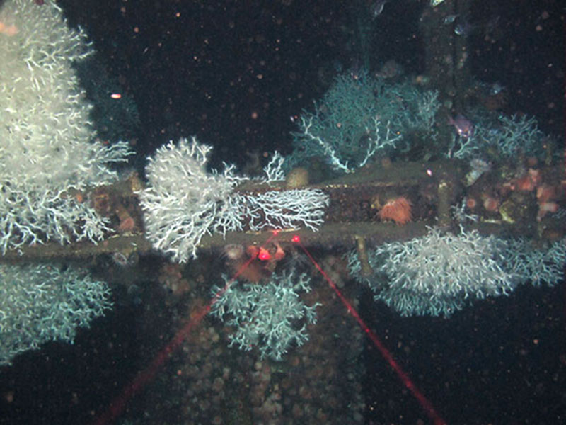 Figure 2. Colonies of Lophelia pertusa growing on a test piling at the subsea well installation in Mississippi Canyon. Flytrap anemones and Eumunida picta squat lobsters are also present.