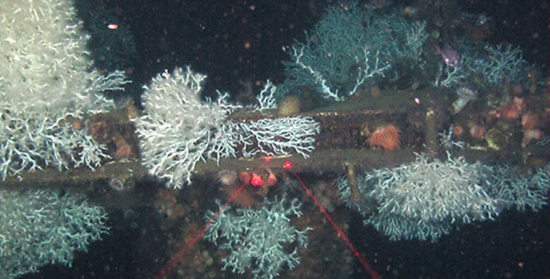 In a little over a week at sea, we visited four deepwater oil and gas production platforms and one subsea installation, surveying these manmade structures for coral coverage and collected high-quality imagery and video, coral samples for genetic work, and water and sediment samples for related ecological studies. In a little over a week at sea, we visited four deepwater oil and gas production platforms and one subsea installation, surveying these manmade structures for coral coverage and collected high-quality imagery and video, coral samples for genetic work, and water and sediment samples for related ecological studies.