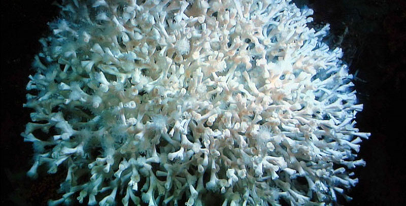 First Lophelia colony seen in Baltimore Canyon.