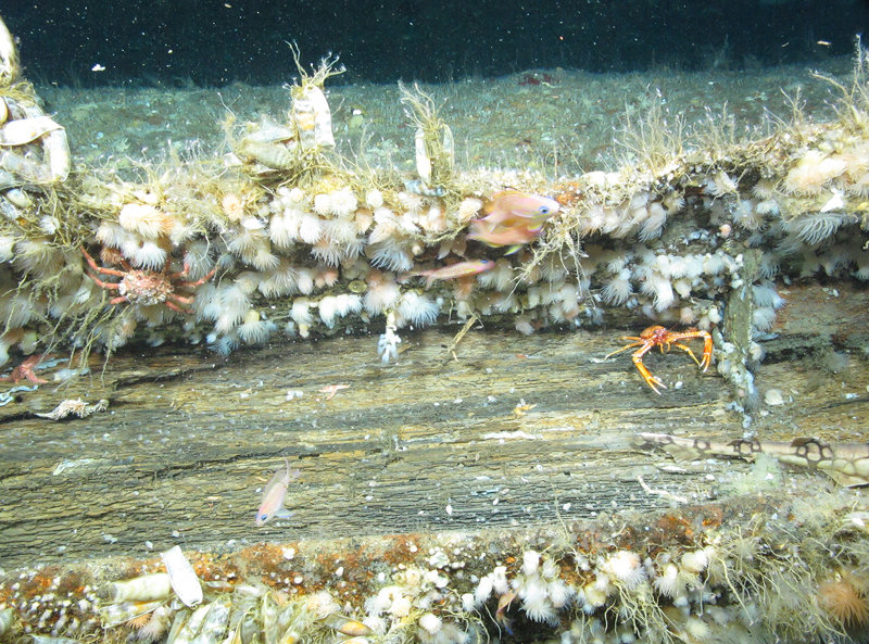 Typical inhabitants found on these shipwrecks.