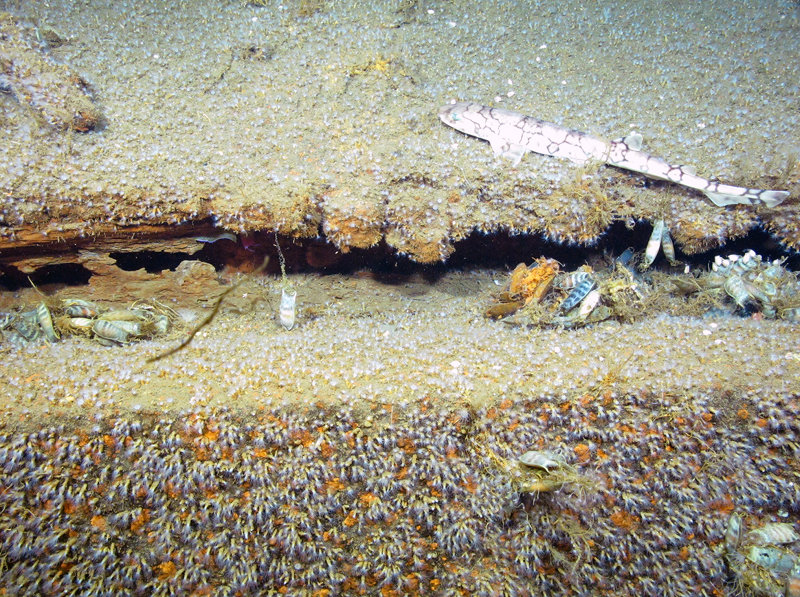 Chain dogfish shark and their egg casings are commonly found on the shipwrecks documented on the third leg of this mission.