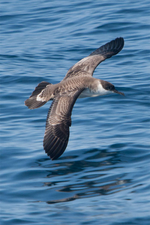 The Great Shearwater belongs here. Its habitat is open ocean and it dines on small fish and squid which they actually chases under water with slightly open wings and paddling its feet.