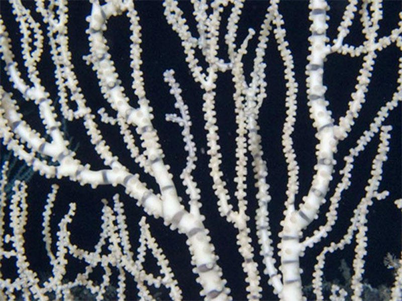 While mature bamboo corals cannot travel, they begin their lives in a free-swimming larval stage.