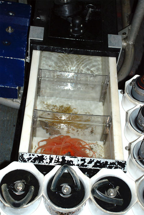 The specimens collected by the Kraken II are transferred on the deck of the NOAA Ship Nancy Foster and taken into the “wet” lab for further work.