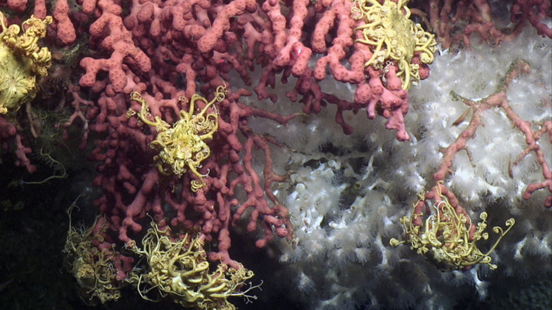 Several basket stars rest on a bubblegum coral in Norfolk Canyon, with a colony of the stony coral Lophelia pertusa in the background.