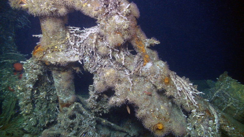 Hundreds of catsharks or chainlink dogfish, rest on one of the Billy Mitchell Fleet shipwrecks. The shipwreck has also been colonies by anemones, starfish, and hydroids.