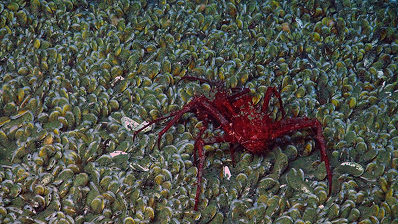 A lithodid crab seen on the extensive mussel bed at 1,600 meters.