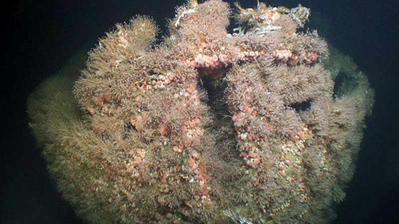 Covered in hydroids, anemones, seastars, and catsharks, shipwrecks are often more biologically diverse than the surrounding areas.