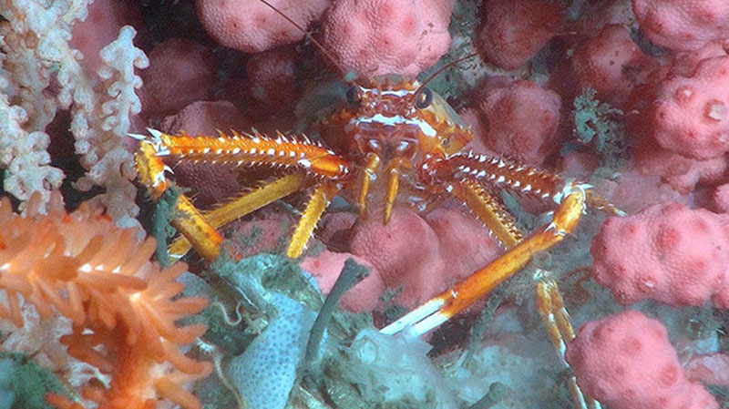 Deep-sea coral communities can be very diverse. Here a squat lobster rests among a bubblegum coral, a red tree coral, and a sponge. A brisingid seastar arm is also visible.