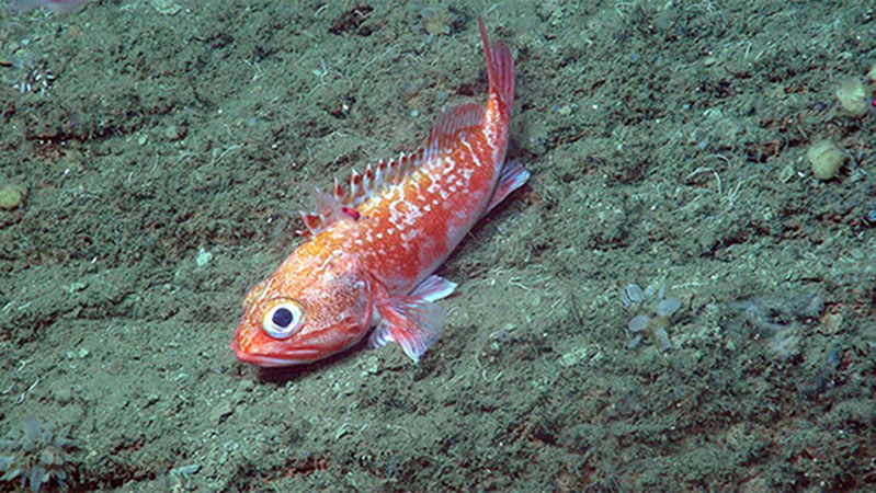 A blackbelly rosefish perches along the canyon wall.