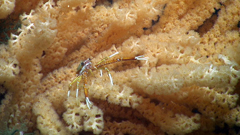A squat lobster takes up residence on a deep sea coral (Primnoa species).