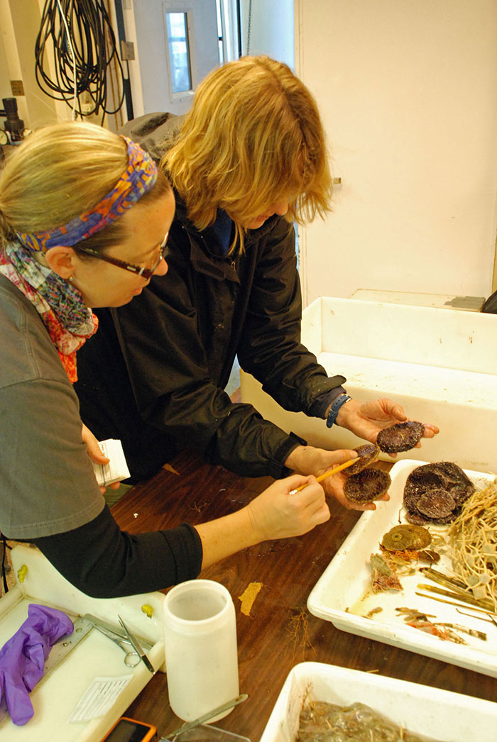 Amanda Demopoulos and Sandra Brooke examine pancake urchins (deep-sea relatives of sand dollars) brought up with the trawl.