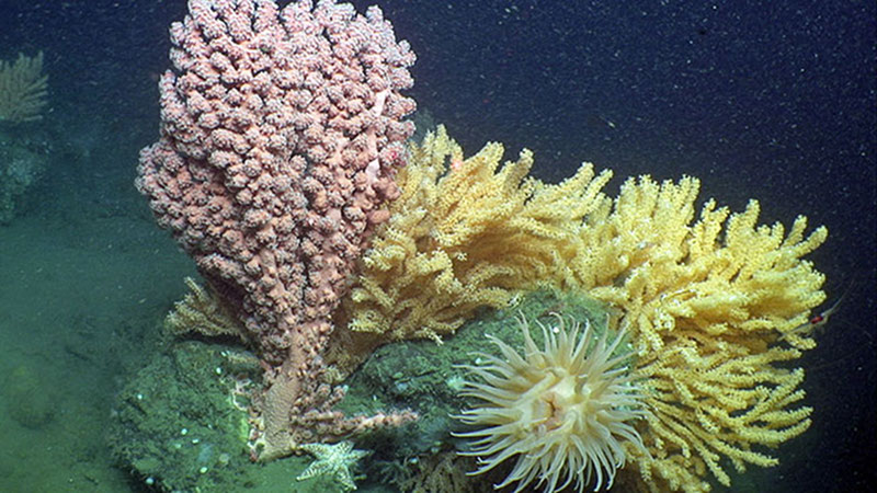 Red bubblegum coral (Paragorgia) and several colonies of Primnoa occupy a boulder in close proximity to an anemone and sea star, at ~440 meters in Norfolk Canyon.