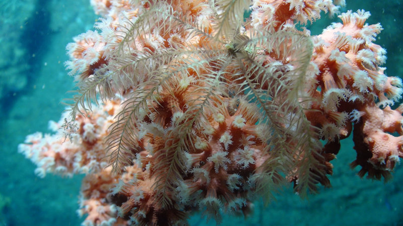 Close-up of a crinoid attached to bubblegum coral (Paragorgia).